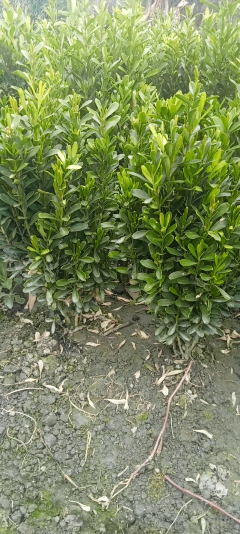 雀舌黄杨专业种植自产自销量优从高40冠25，35高20冠起货