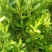雀舌黄杨专业种植自产自销量优从高40冠25，35高20冠起货