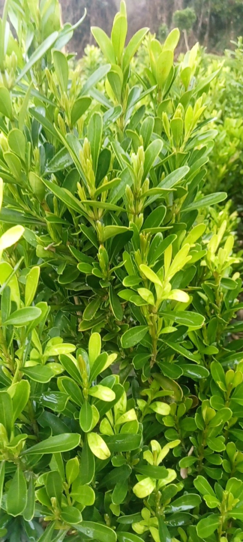 雀舌黄杨专业种植自产自销量优从高40冠25，35高20冠起货