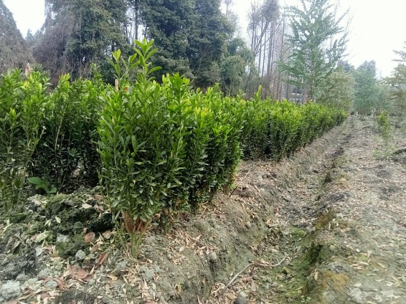 雀舌黄杨专业种植自产自销量优从高40冠25，35高20冠起货