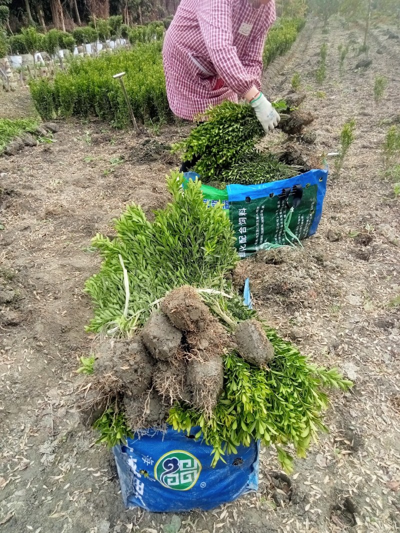 雀舌黄杨专业种植自产自销量优从高40冠25，35高20冠起货