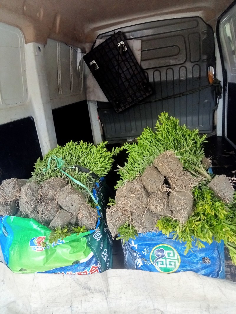 雀舌黄杨专业种植自产自销量优从高40冠25，35高20冠起货
