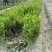 雀舌黄杨专业种植自产自销量优从高40冠25，35高20冠起货
