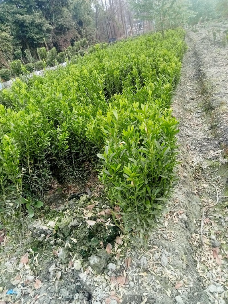 雀舌黄杨专业种植自产自销量优从高40冠25，35高20冠起货