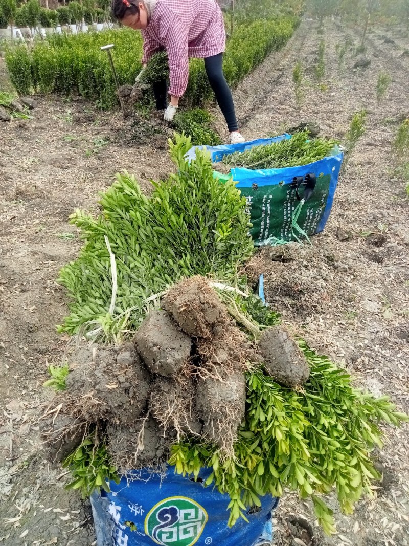 雀舌黄杨专业种植自产自销量优从高40冠25，35高20冠起货