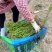 雀舌黄杨专业种植自产自销量优从高40冠25，35高20冠起货