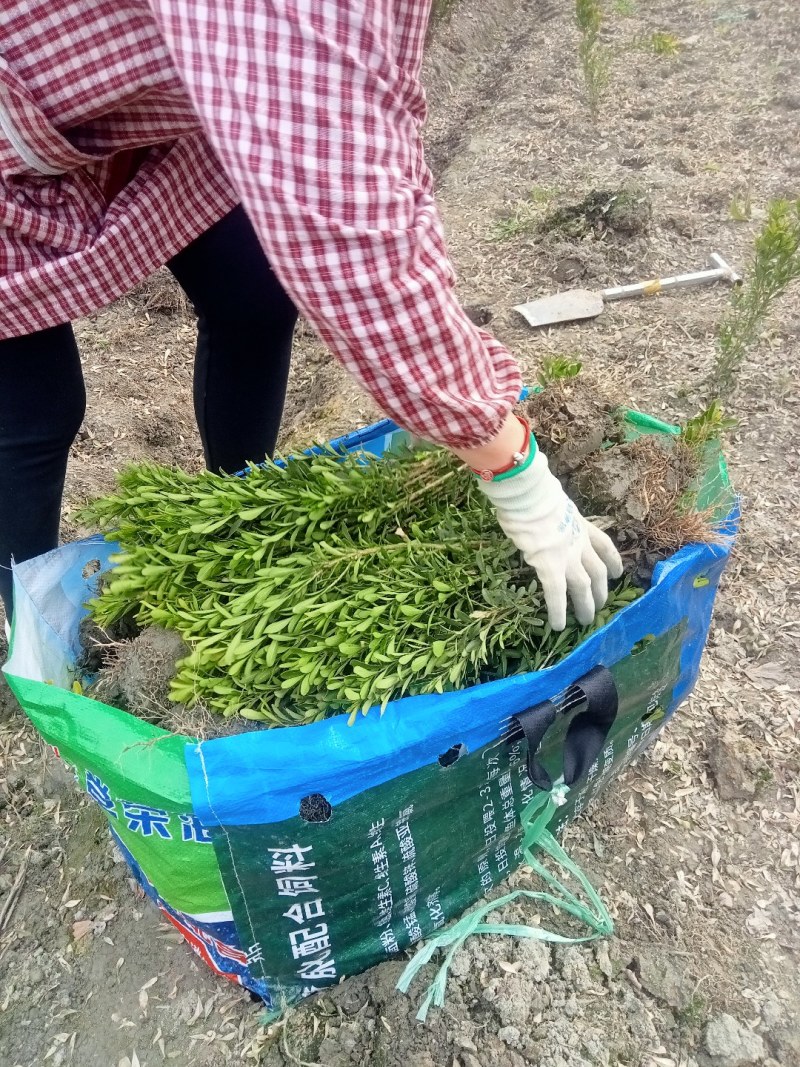 雀舌黄杨专业种植自产自销量优从高40冠25，35高20冠起货