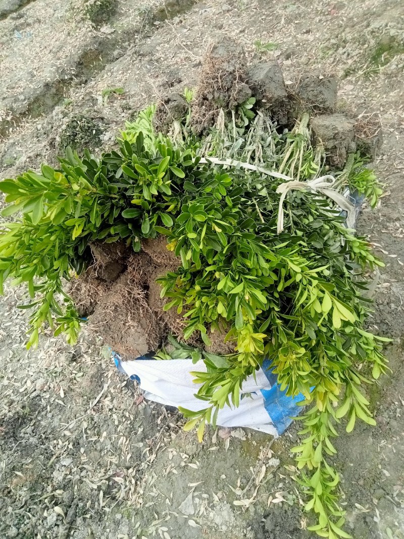 雀舌黄杨专业种植自产自销量优从高40冠25，35高20冠起货