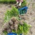 雀舌黄杨专业种植自产自销量优从高40冠25，35高20冠起货