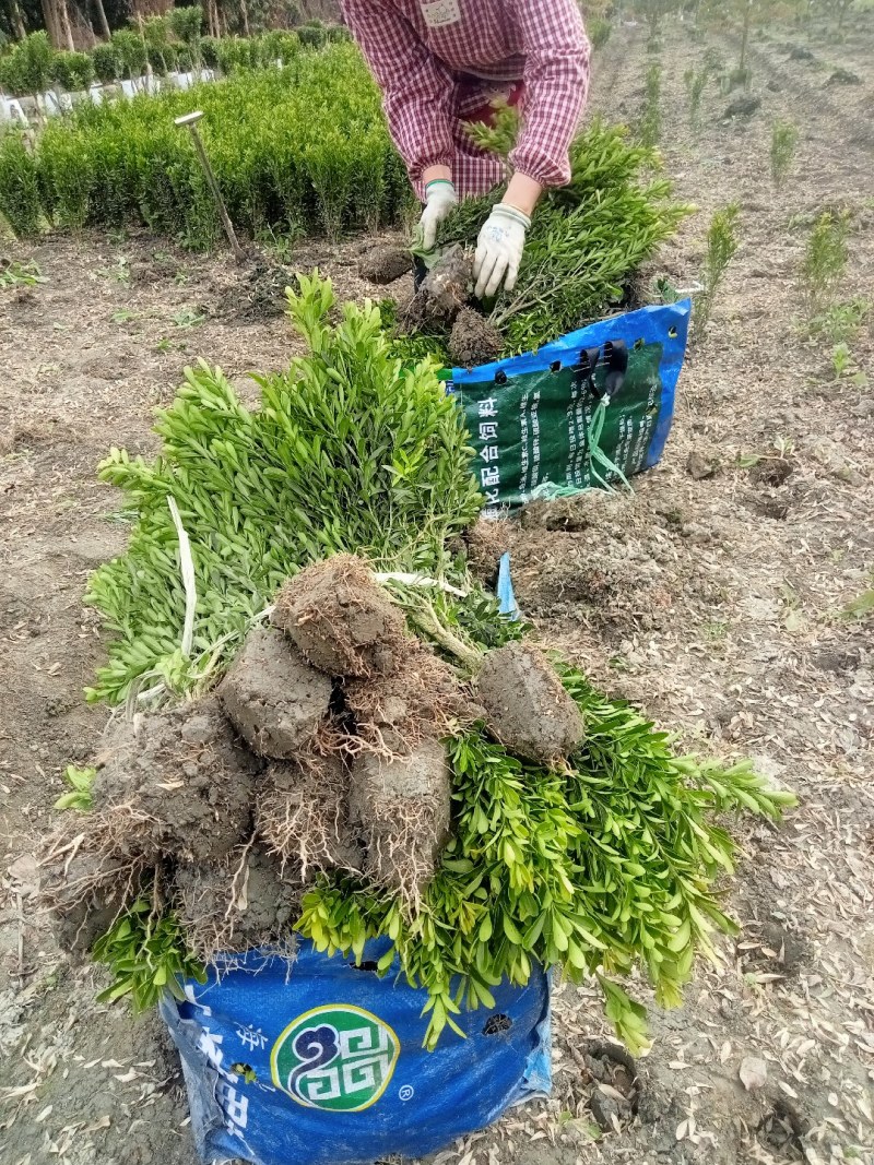 雀舌黄杨专业种植自产自销量优从高40冠25，35高20冠起货