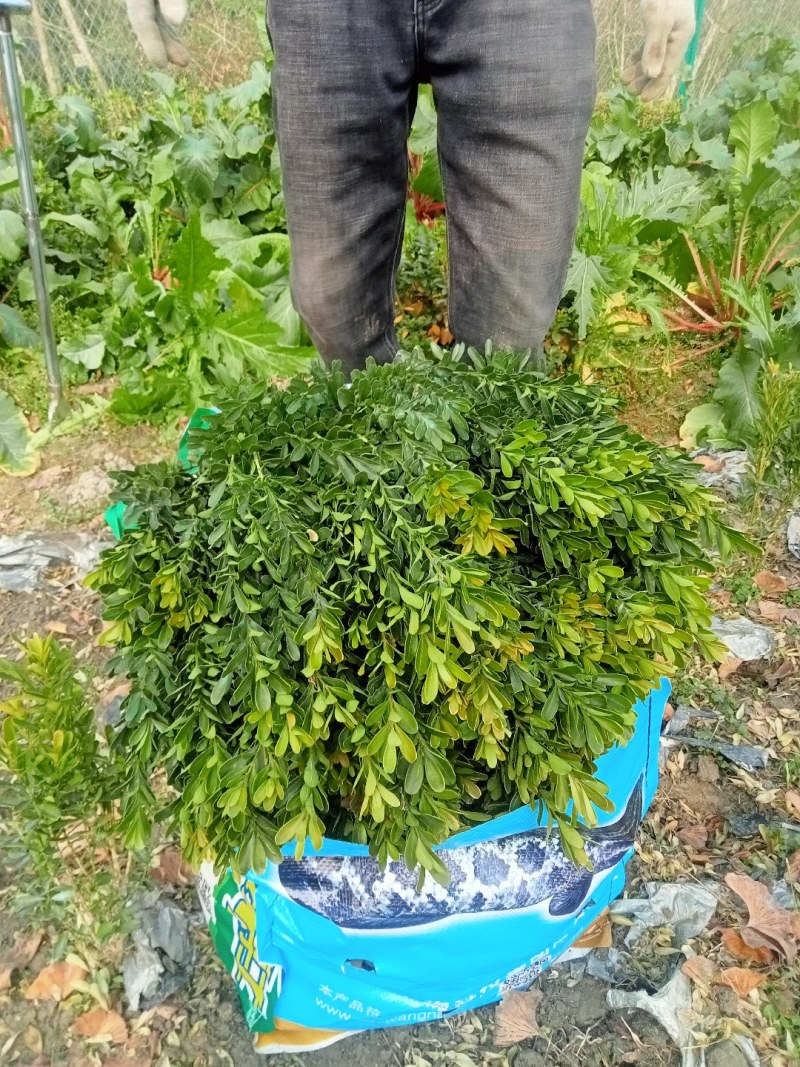 50高雀舌黄杨自产自销量大优50高30冠45高25高起货