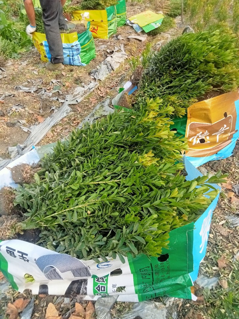 50高雀舌黄杨自产自销量大优50高30冠45高25高起货