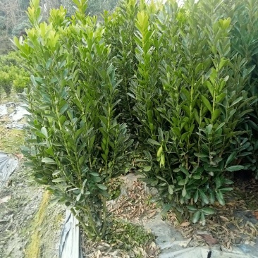 50高雀舌黄杨自产自销量大优50高30冠45高25高起货