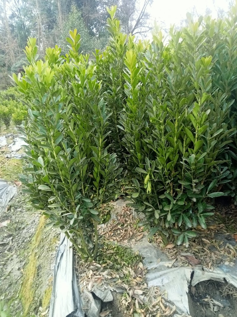 50高雀舌黄杨自产自销量大优50高30冠45高25高起货