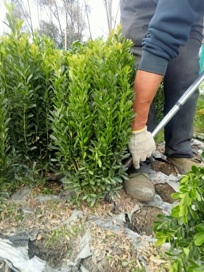 50高雀舌黄杨自产自销量大优50高30冠45高25高起货