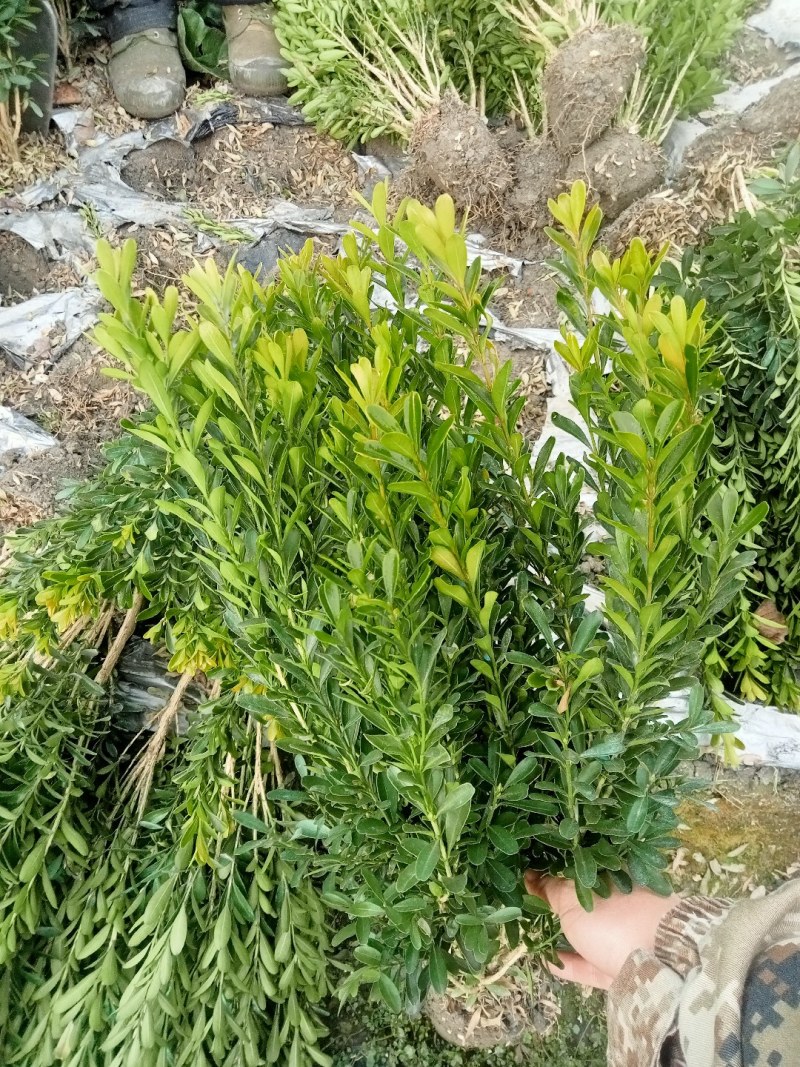 50高雀舌黄杨自产自销量大优50高30冠45高25高起货