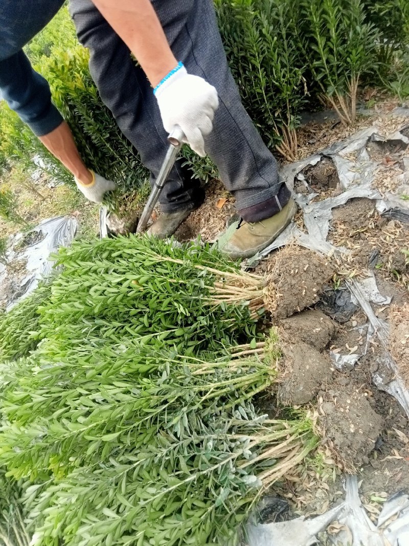 50高雀舌黄杨自产自销量大优50高30冠45高25高起货