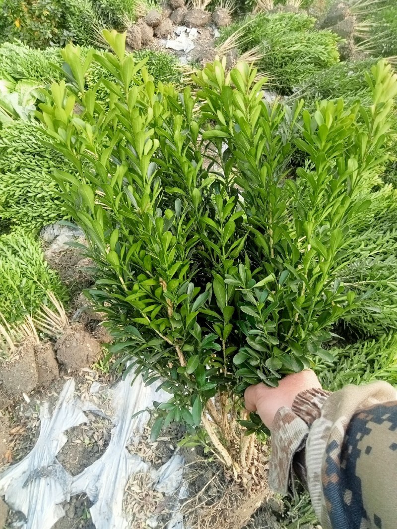 50高雀舌黄杨自产自销量大优50高30冠45高25高起货
