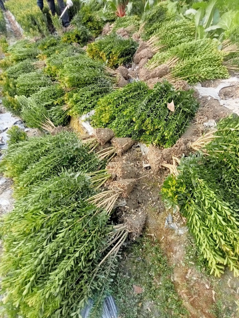 50高雀舌黄杨自产自销量大优50高30冠45高25高起货