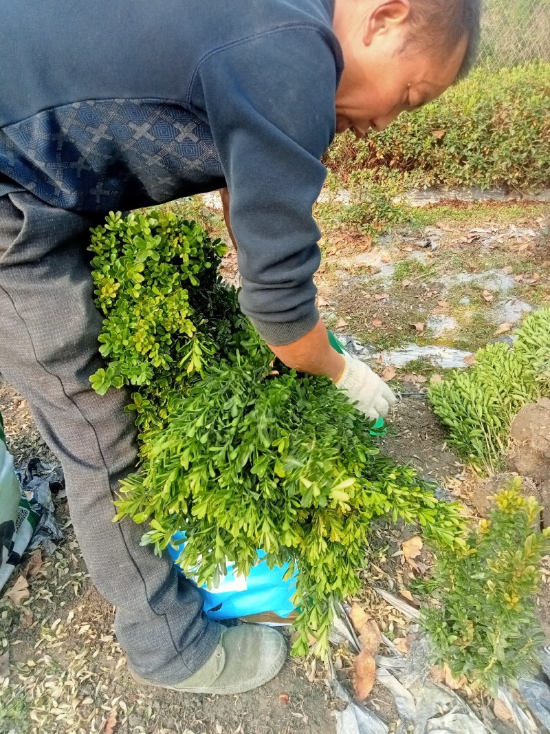 50高雀舌黄杨自产自销量大优50高30冠45高25高起货