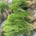 50高雀舌黄杨自产自销量大优50高30冠45高25高起货