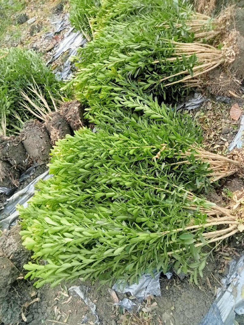 50高雀舌黄杨自产自销量大优50高30冠45高25高起货