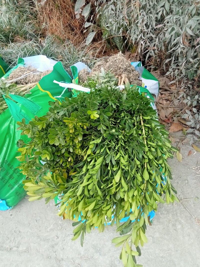 50高雀舌黄杨自产自销量大优50高30冠45高25高起货