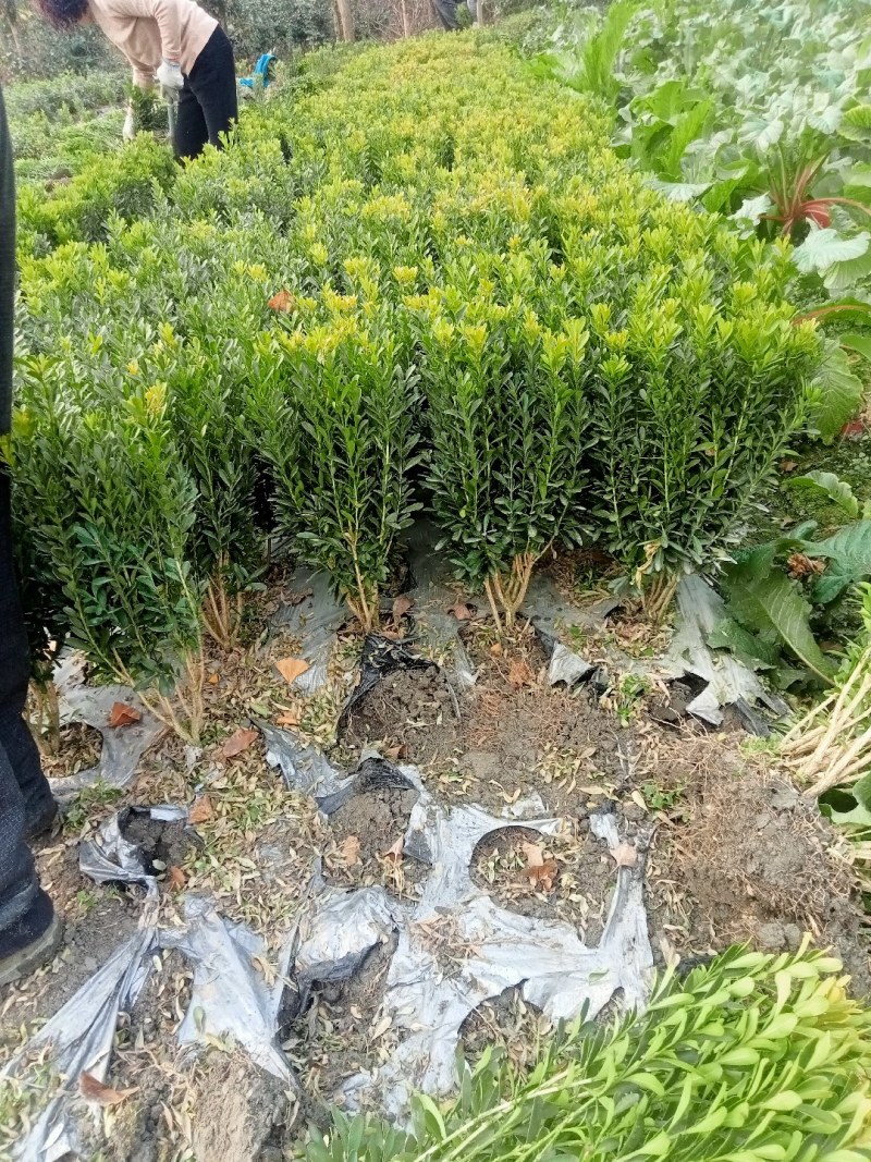 50高雀舌黄杨自产自销量大优50高30冠45高25高起货
