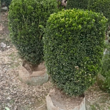 雀舌黄杨柱专业种植自产自销高1米-165米都有，不同规格价格