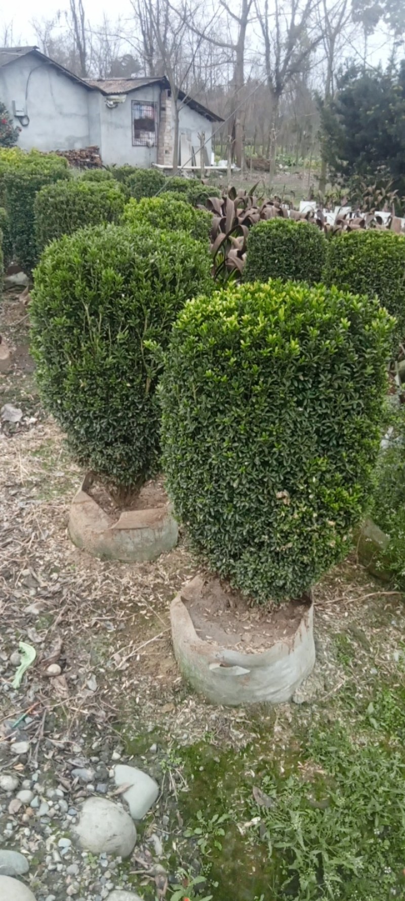 雀舌黄杨柱专业种植自产自销高1米-165米都有，不同规格价格