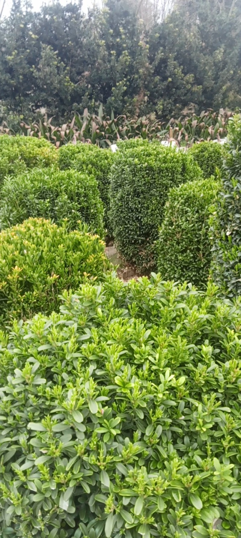雀舌黄杨柱专业种植自产自销高1米-165米都有，不同规格价格