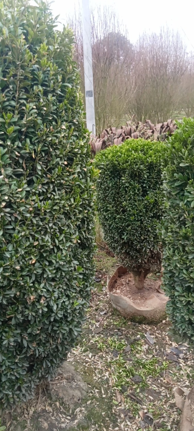 雀舌黄杨柱专业种植自产自销高1米-165米都有，不同规格价格
