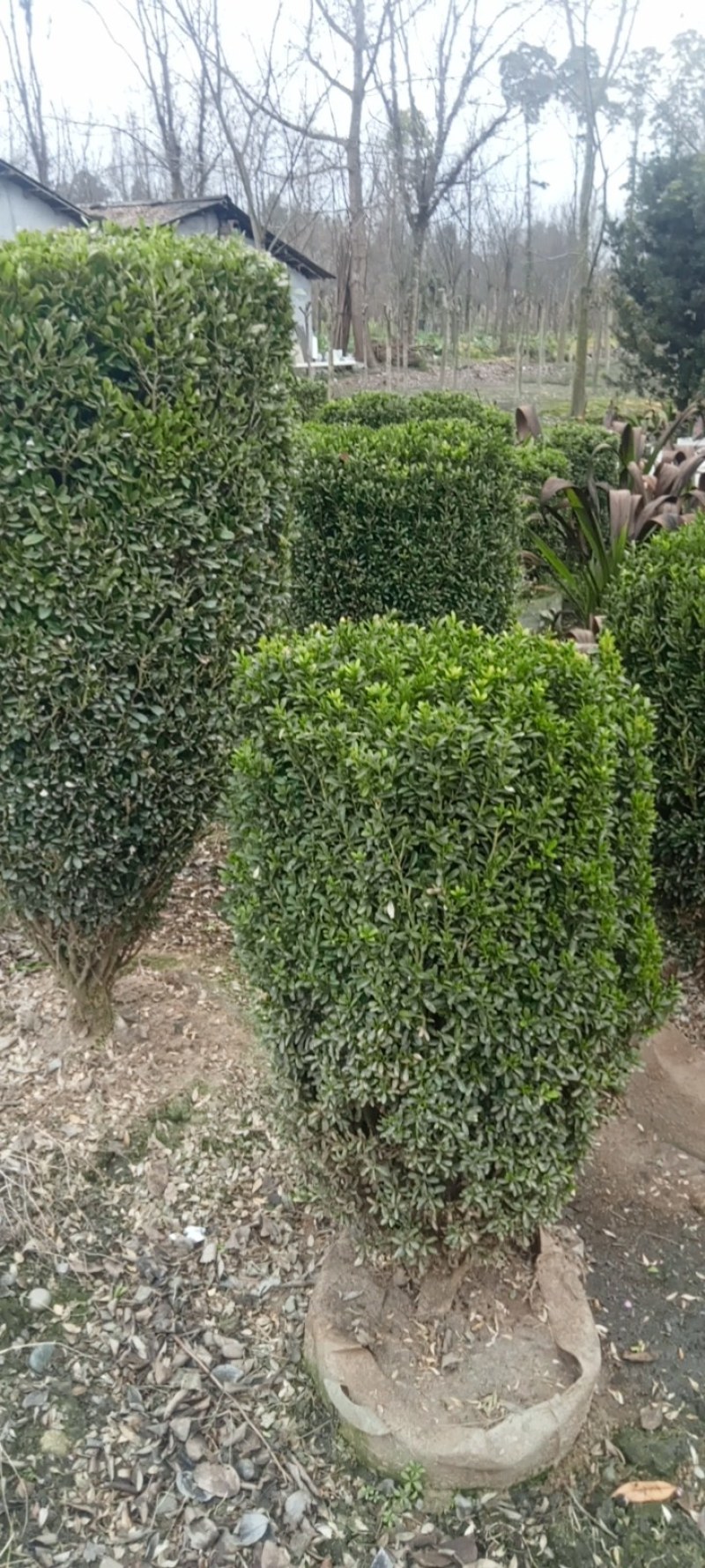 雀舌黄杨柱专业种植自产自销高1米-165米都有，不同规格价格