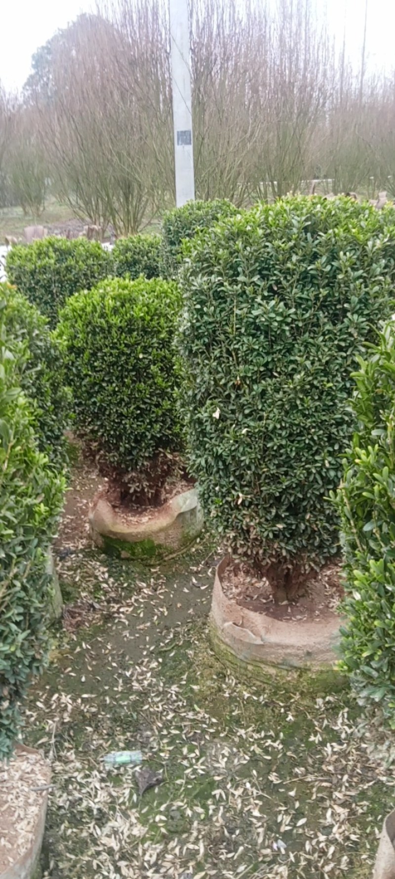 雀舌黄杨柱专业种植自产自销高1米-165米都有，不同规格价格