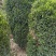 雀舌黄杨柱专业种植自产自销高1米-165米都有，不同规格价格