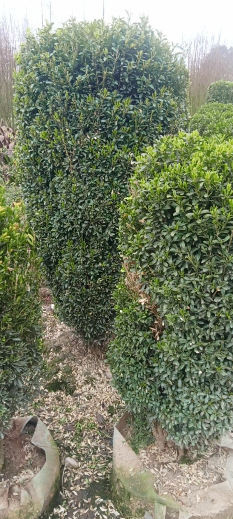 雀舌黄杨柱专业种植自产自销高1米-165米都有，不同规格价格