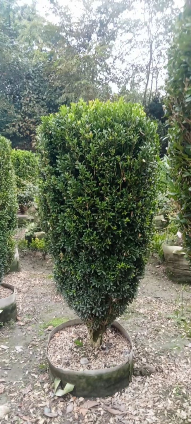 雀舌黄杨柱专业种植自产自销高1米-165米都有，不同规格价格