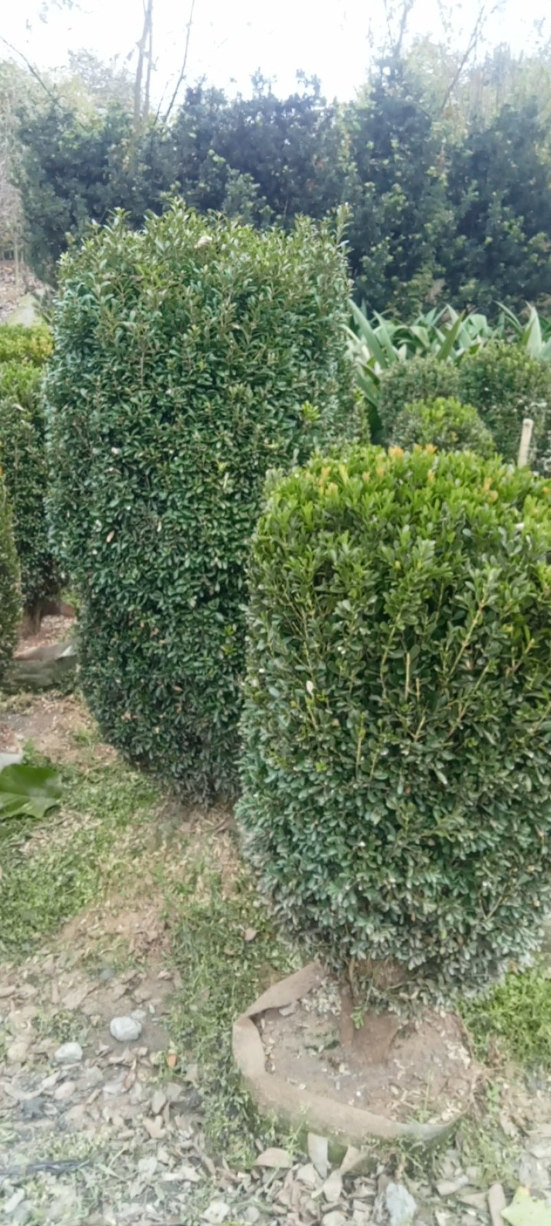 雀舌黄杨柱专业种植自产自销高1米-165米都有，不同规格价格
