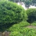 雀舌黄杨，专业种植自产自销，量大从优，树龄65年大树