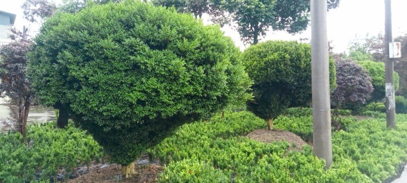 雀舌黄杨，专业种植自产自销，量大从优，树龄65年大树
