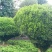 雀舌黄杨，专业种植自产自销，量大从优，树龄65年大树
