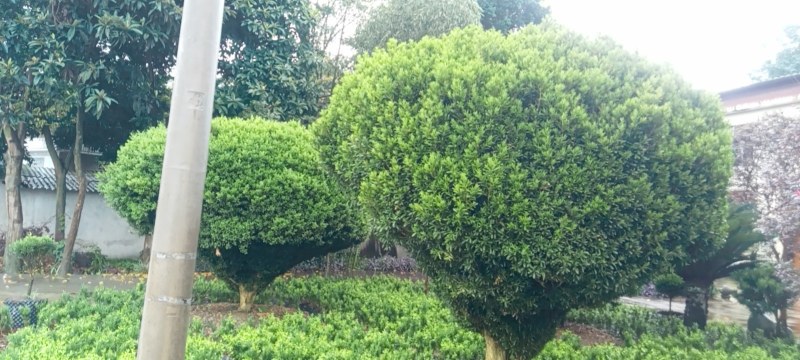 雀舌黄杨，专业种植自产自销，量大从优，树龄65年大树