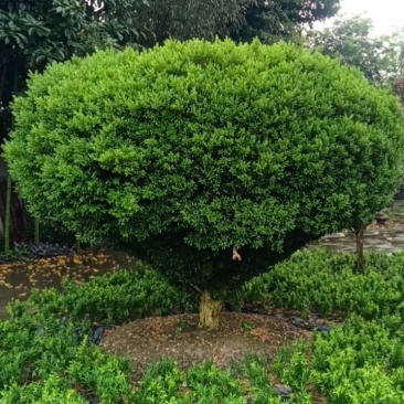 雀舌黄杨，专业种植自产自销，量大从优，树龄65年大树