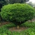 雀舌黄杨，专业种植自产自销，量大从优，树龄65年大树