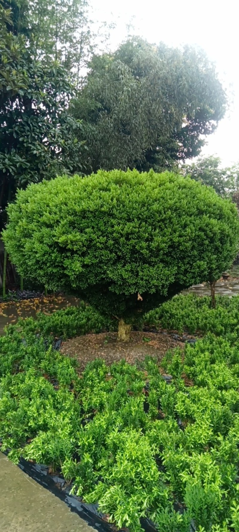 雀舌黄杨，专业种植自产自销，量大从优，树龄65年大树