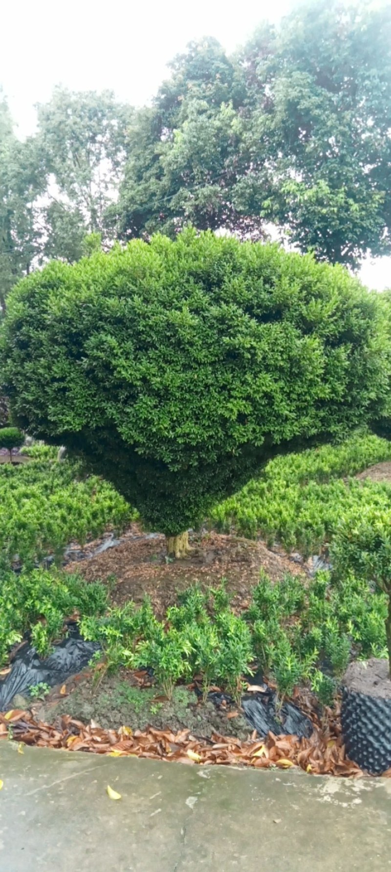 雀舌黄杨，专业种植自产自销，量大从优，树龄65年大树