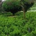 雀舌黄杨，专业种植自产自销，量大从优，树龄65年大树