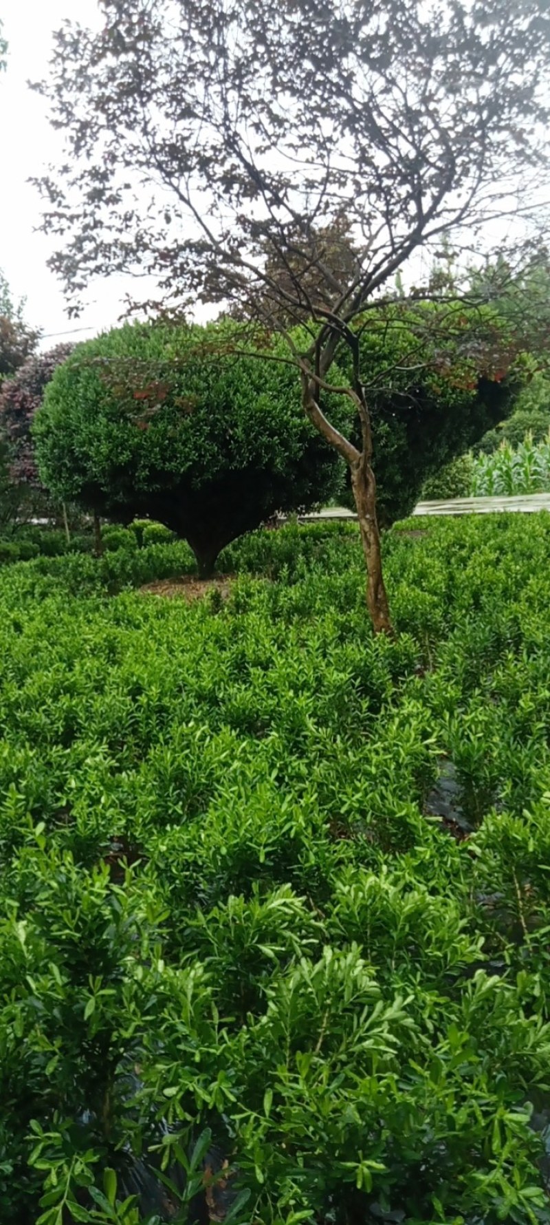 雀舌黄杨，专业种植自产自销，量大从优，树龄65年大树