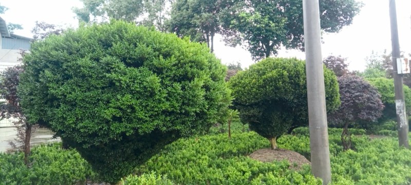 雀舌黄杨，专业种植自产自销，量大从优，树龄65年大树