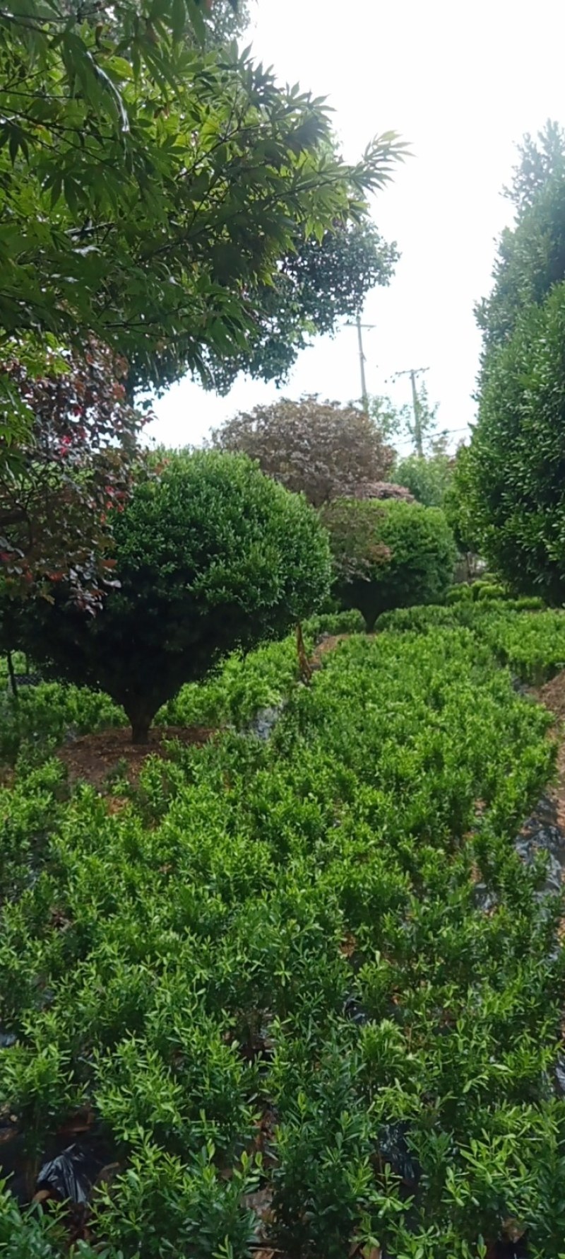 雀舌黄杨，专业种植自产自销，量大从优，树龄65年大树